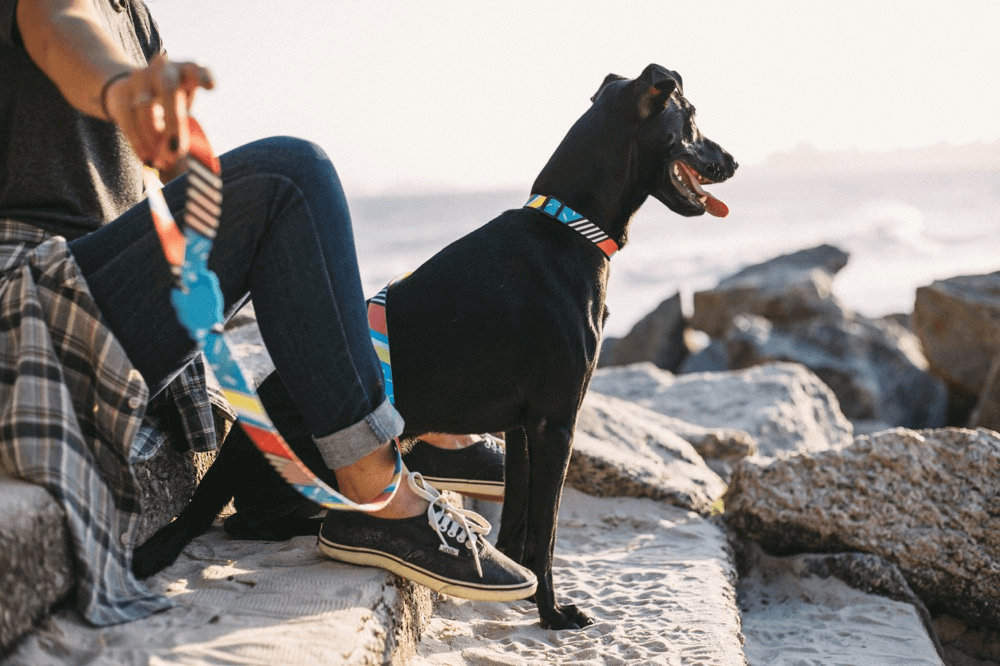 犬のリード海外人気ブランド：zee.dog